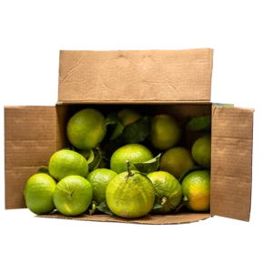 Bergamotte Bio frische kalabrische Früchte, 10kg Packung